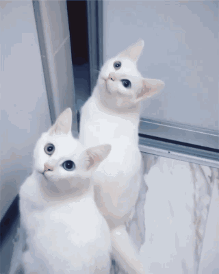 猫咪 白色 张望 异瞳