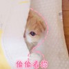 萌宠 猫星人 偷偷看你 偷看 搞怪 呆萌