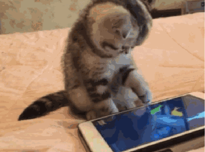 猫咪 手机 抓鱼 动态
