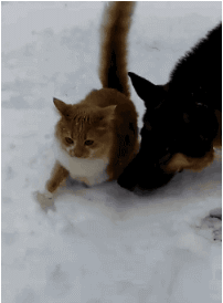 猫咪 狗狗 雪地 欢乐