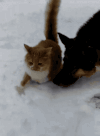 猫咪 狗狗 雪地 欢乐