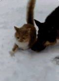 猫咪 狗狗 雪地 欢乐