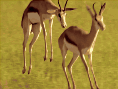 小鹿 跳跃 草地 保护动物