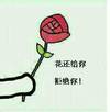 玫瑰 举着 红色 花还给你拒绝你