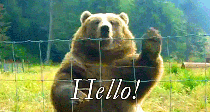 熊 bear 打招呼 hello