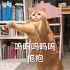 萌宠 猫咪 猫 喵星人 呜呜呜 抱抱 撩