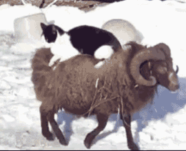 猫咪 骑在 羊身上 搞笑
