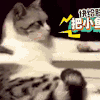 喵星人 可爱 萌宠 猫咪