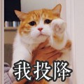 猫咪 喵星人 我投降 委屈 搞笑 可爱