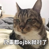 萌宠 猫咪 猫 我觉得ok ok 赞 ojbk