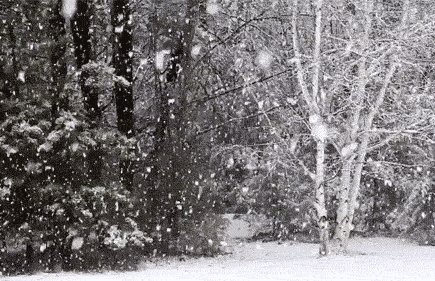 下雪 树木 雪花 美景