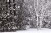 下雪 树木 雪花 美景