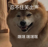 萌宠 汪星人 忍不住笑出声 嘿嘿嘿 期待 呆萌 可爱
