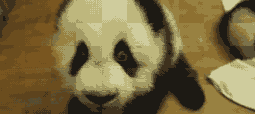 微笑 熊猫 最可爱的东西 熊猫宝宝 大熊猫幼崽 国宝 可爱 大熊猫