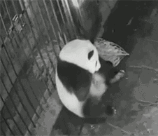 熊猫 生宝宝 过程 好可爱