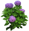 鲜花 图片 美丽 植物
