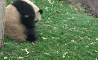 熊猫 翻筋斗 萌化了 天然呆 动物 panda