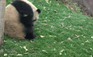 熊貓 翻筋斗 萌化了 天然呆 動物 panda