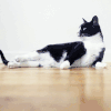 小猫 黑色 可爱 白色