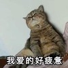 萌宠 喵星人我爱的好疲惫 难受 呆萌 搞怪