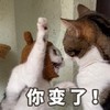 萌宠 喵星人 你变了 打你 呆萌 可爱