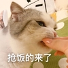 萌宠 喵星人 抢饭的来了 抢吃的了 呆萌 可爱