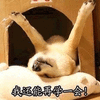 萌宠 汪星人 再学一会 柴犬 搞怪 可爱