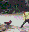 厉害了 萌宠 笑死人 搞笑