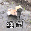 狗 绝望 伤心