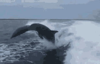 海洋 浪花 海豚 跳跃