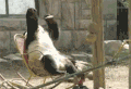 熊猫 晒太阳 可爱 困了