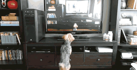 狗狗 看电视 蹦哒 可爱