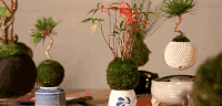 空中盆栽 Hoshinchu 磁悬浮 科学