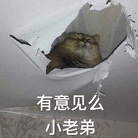 萌宠 猫 猫咪 喵星人 有意见吗 小老弟