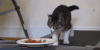 猫咪 萌宠 跑步机 食物