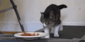 猫咪 萌宠 跑步机 食物