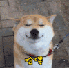 哈喽 狗狗 微笑 可爱