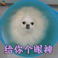萌宠 狗 给你个眼神 拒绝 soogif soogif出品