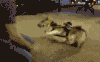 宠物 搞笑 训狗师 gif