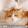 萌宠 喵星人 被生活压迫 委屈 呆萌 可爱