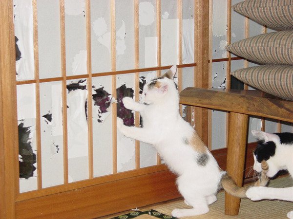 猫咪 可爱 搞笑 破坏者 门窗