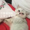 萌宠 喵星人 不要看我啦 人家害羞 可爱 憨憨