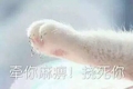 猫咪 喵星人 猫爪 牵你麻痹挠死你 斗图 搞笑