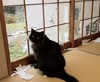 猫咪 喵星人 破纸门 斗图 搞笑 淘气 可爱