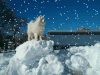萨摩耶 Samoyed 下雪 孤独
