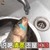 萌宠 鱼 伤心 清蒸 红烧 soogif soogif出品