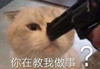 萌宠 猫星人 你在教我做事 警告 呆萌 可爱