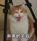 猫咪 毛茸茸 大叫 和善的笑容