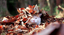 秋天 季节  猫  树叶