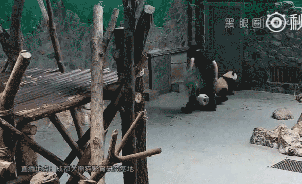 大熊猫 饲养员 拖拽
